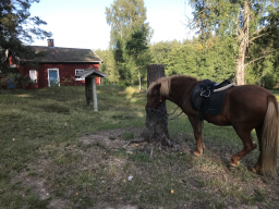 sverige_2020_2_20210112_1265105288