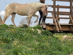 kursus_horsepark_sjaelland_2_20220529_1275695016